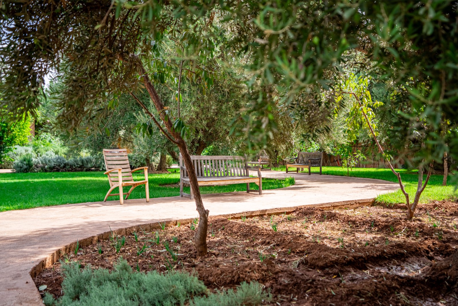 Wooden benches in the shade of the olive groves