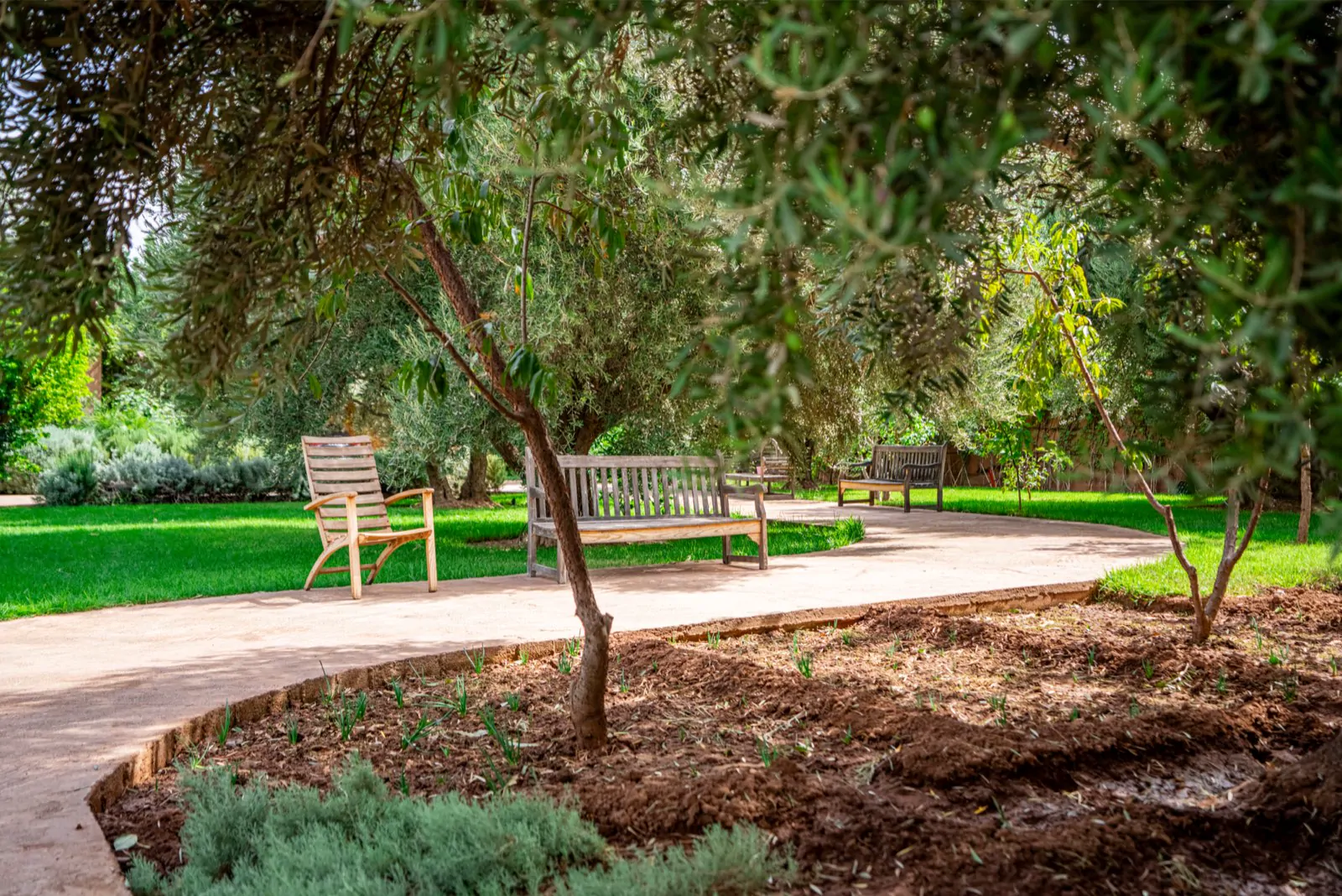 Bancs en bois à l’ombre des oliveraies