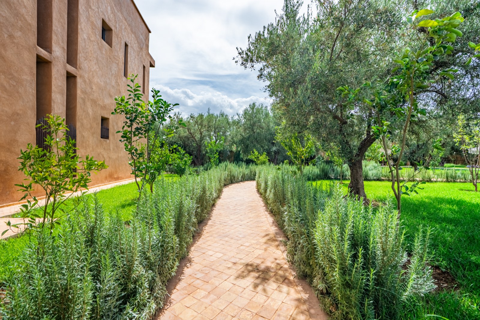 Rosemary-lined path through the olive trees beside the villa
