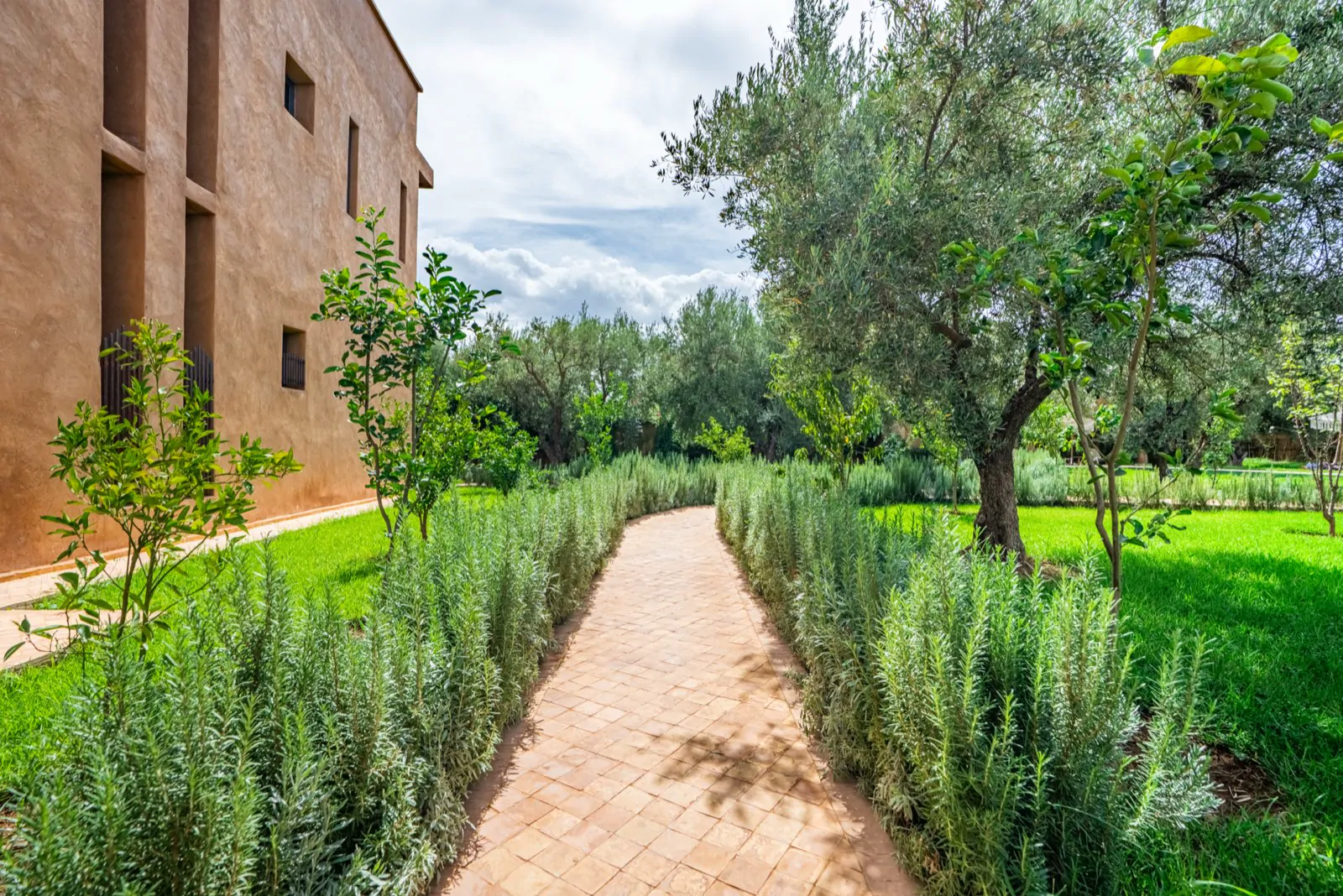 Allée bordée de romarin entre les oliviers, le long de la villa
